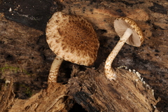 Cystoagaricus subamarus