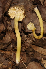 Hygrocybe caespitosa