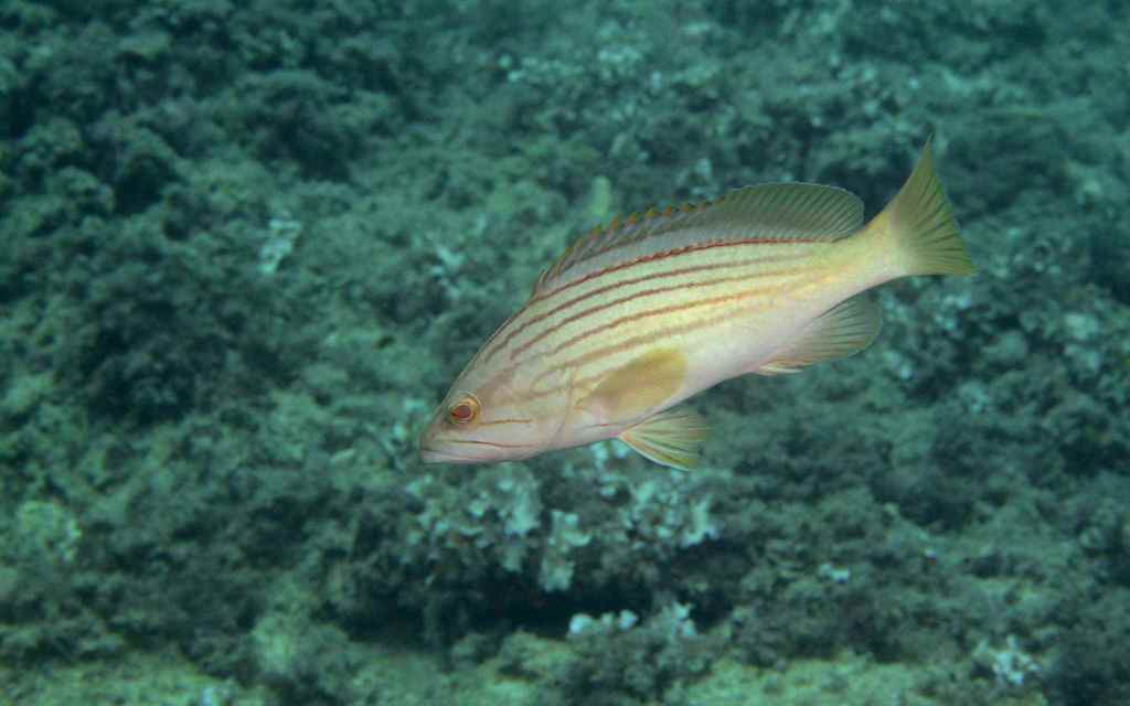Goldblotch grouper (Epinephelus costae) — Serranidae