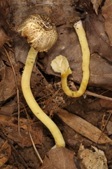 Hygrocybe caespitosa
