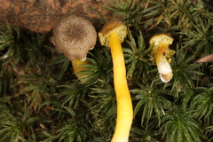 Hygrocybe caespitosa