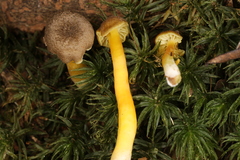 Hygrocybe caespitosa