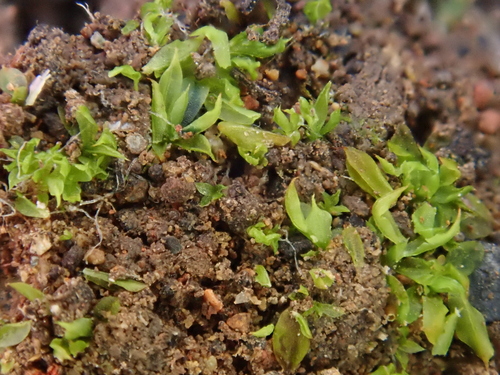 Chenia leptophylla image