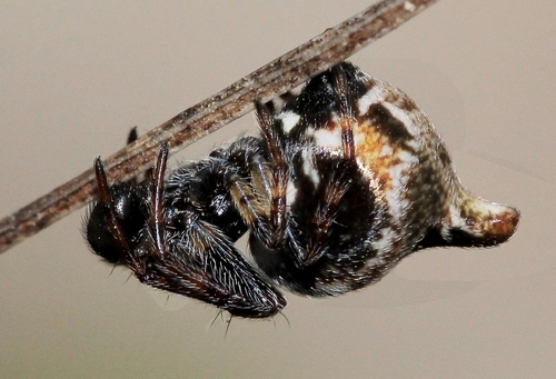 Cyclosa sierrae