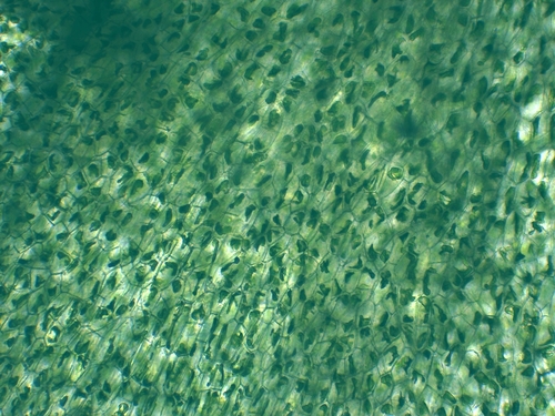 Phymatoceros image