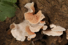 Entoloma byssisedum