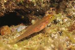Gobius auratus