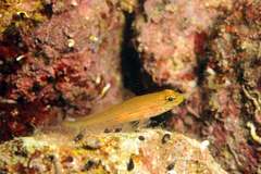 Gobius auratus