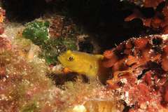 Gobius auratus