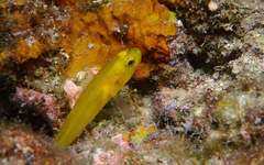 Gobius auratus