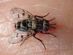 Homalactia harringtoni