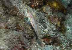 Gobius kolombatovici