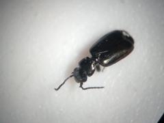 Syntomus americanus
