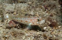 Gobius kolombatovici