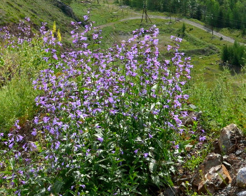 Nepeta sibirica (Nepeta sibirica)