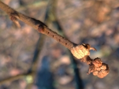 Andricus galeatus