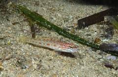 Gobius kolombatovici