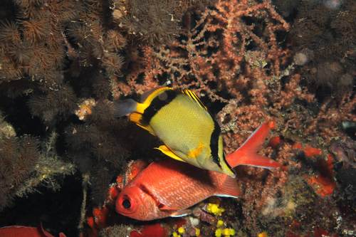 Diepwater-koraalvlindervis (Prognathodes marcellae) — Chaetodontidae — 2