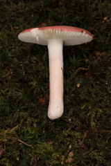 Russula subtilis