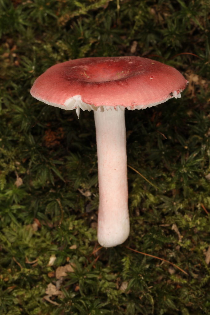 russula-subtilis-from-3451-harmonie-state-park-rd-new-harmony-in