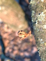 Andricus galeatus
