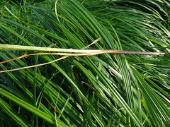 Carex buekii
