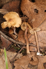 Inocybe subfulva