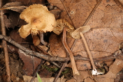 Inocybe subfulva