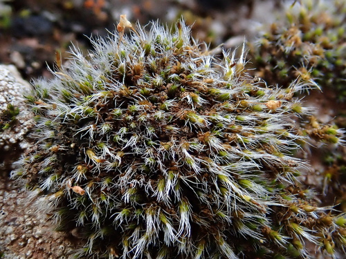 Grimmia laevigata image