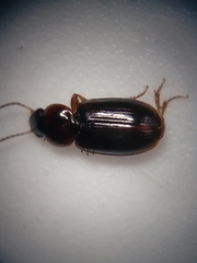 Agonoleptus conjunctus