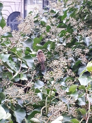 Passer domesticus