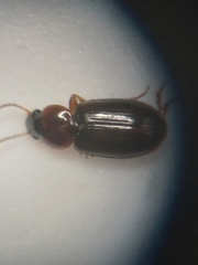 Agonoleptus conjunctus
