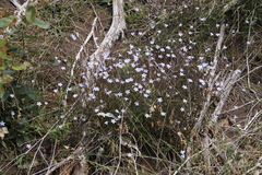 Wahlenbergia obovata