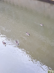 Branta canadensis