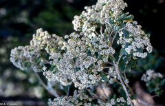 Bystropogon canariensis