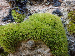 Grimmia lisae