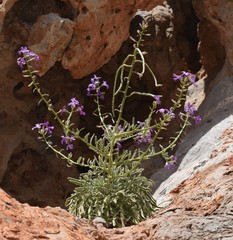 Matthiola sinuata