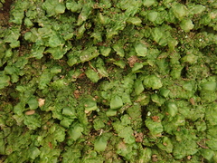 Radula lindenbergiana