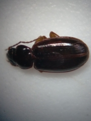 Trechus obtusus