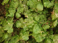 Radula lindenbergiana