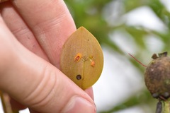 Lepanthes pecunialis