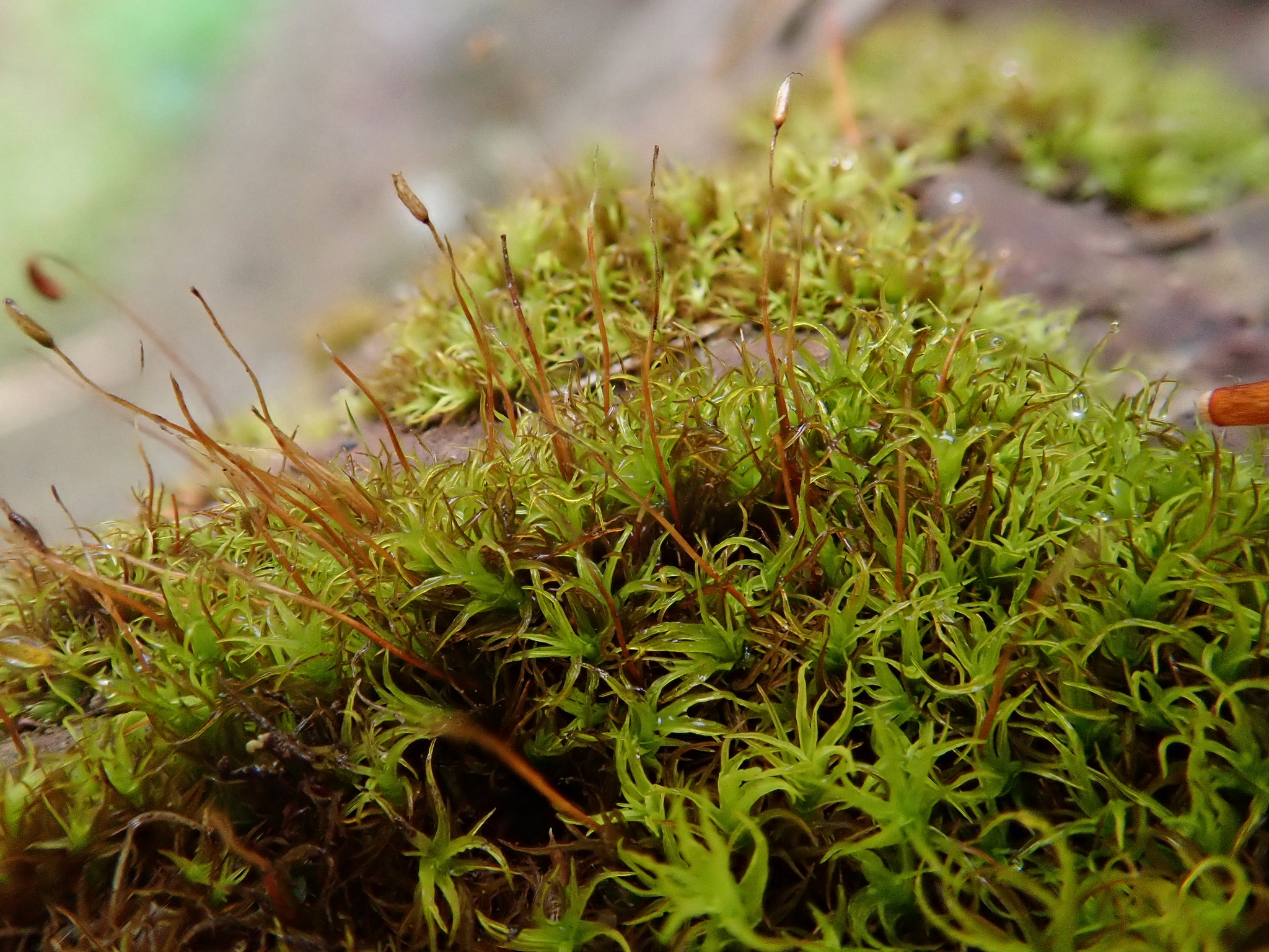 Vinealobryum insulanum