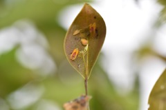 Lepanthes pecunialis