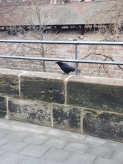 Corvus corone