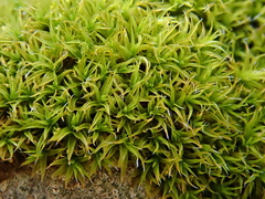 Grimmia lisae