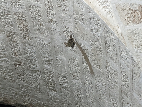 Heart-nosed Bat