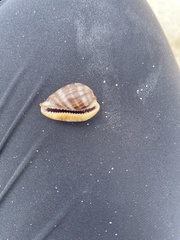 Pseudozonaria nigropunctata