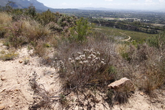 Phylica pubescens
