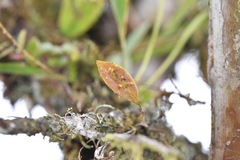 Lepanthes pecunialis