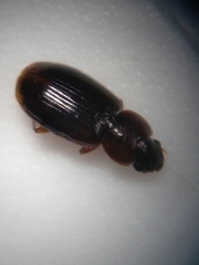Agonoleptus conjunctus